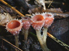 Microstoma floccosum