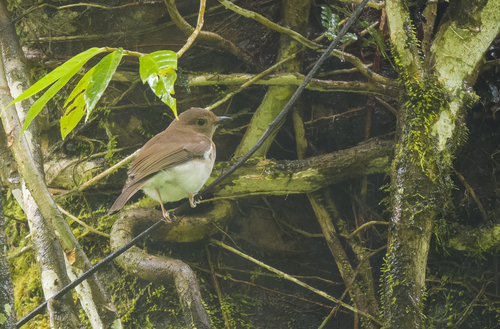 White-vented Whistler (Pachycephala homeyeri)