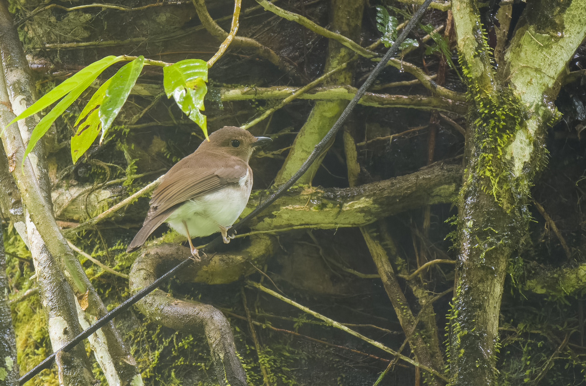 White-vented Whistler (Pachycephala homeyeri), photo 1