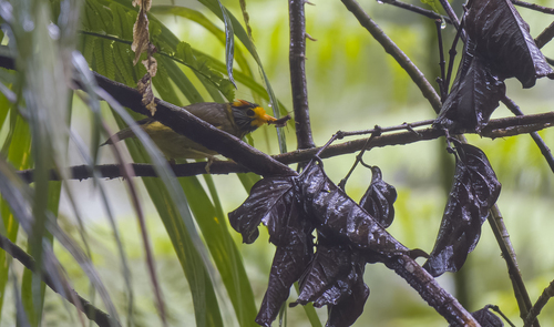 Flame-templed Babbler (Dasycrotapha speciosa), photo 6