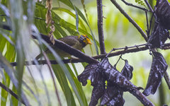 Flame-Templed Babbler photo 2