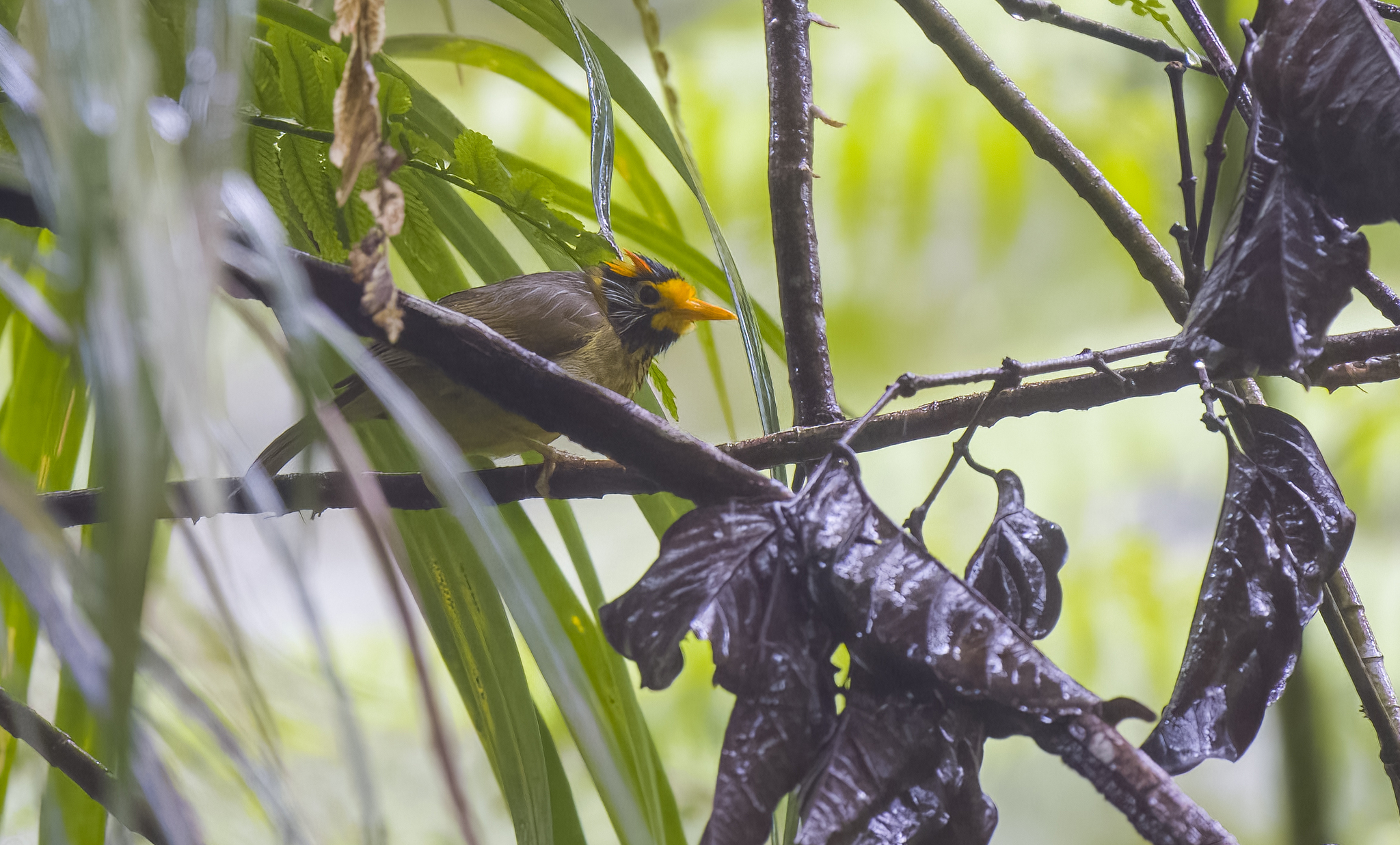 Flame-templed Babbler (Dasycrotapha speciosa), photo 5