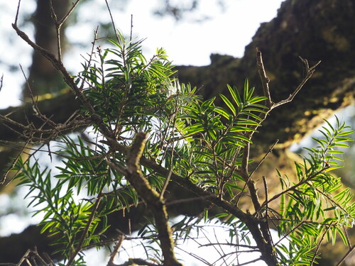 Image of Keteleeria davidiana by no rights reserved