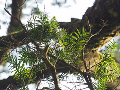 author not stated, no rights reserved Keteleeria davidiana, photograph author not stated, no rights reserved