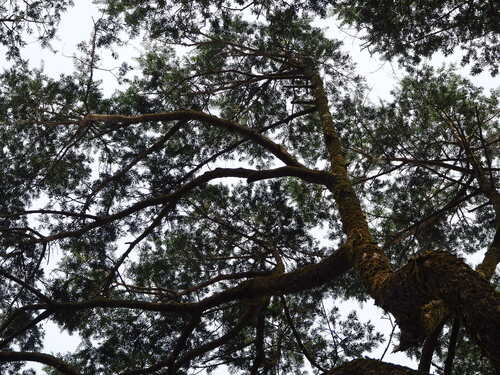 Image of Keteleeria davidiana by no rights reserved