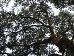 author not stated, no rights reserved Keteleeria davidiana, photograph author not stated, no rights reserved