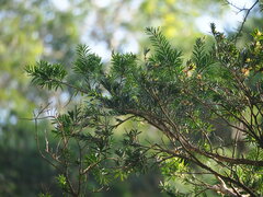 author not stated, no rights reserved Keteleeria davidiana, photograph author not stated, no rights reserved