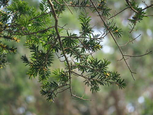 Keteleeria davidiana, photograph 6
