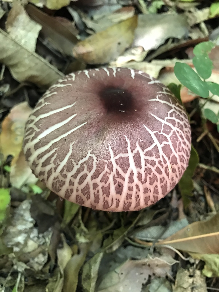 Leucocoprinus lilaceus · March 2023 · photo: © anguspritchard (iNaturalist, cc-by)