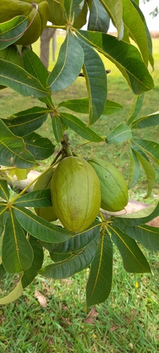 Pachira glabra