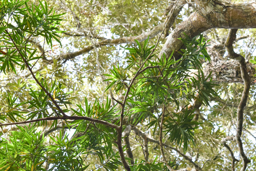 Podocarpus macrophyllus, photographed by an iNaturalist contributor