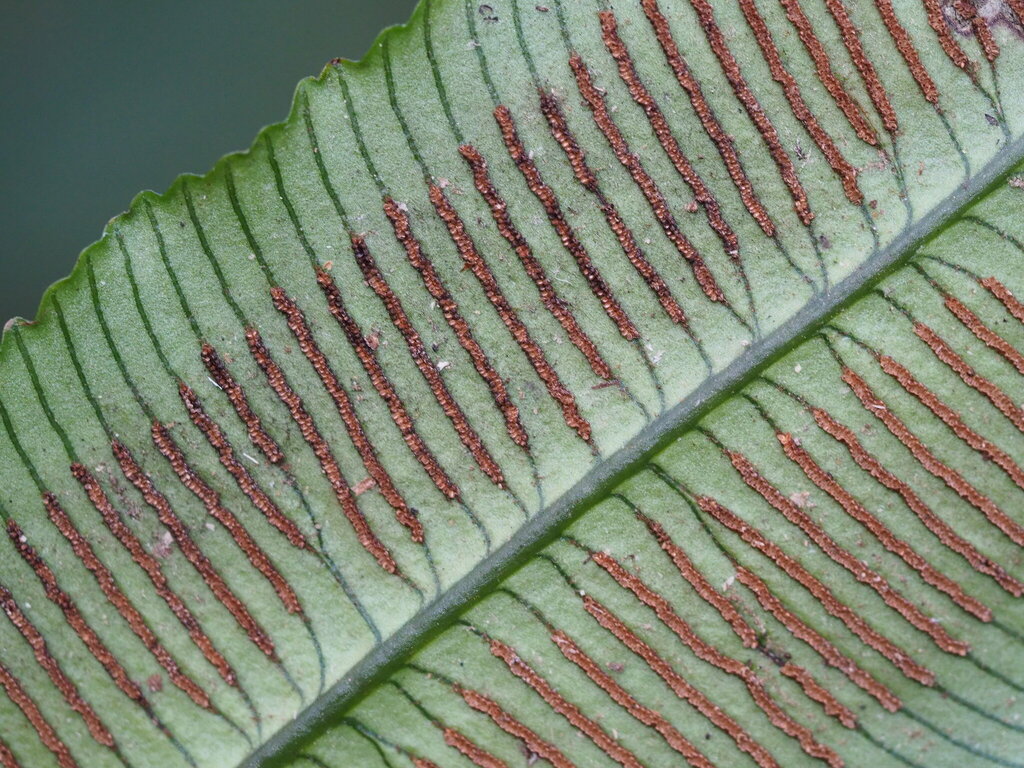 Angiopteris somae (Angiopteris somae)