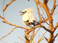 Leucopsar rothschildi