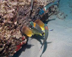 Chaetodon kleinii