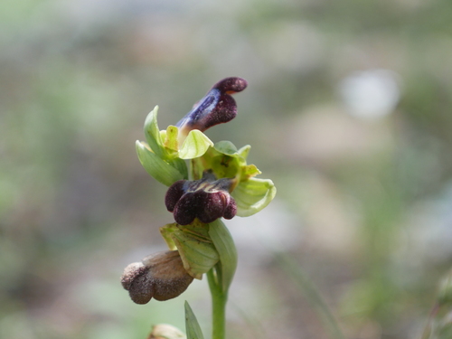 Image of Ophrys iricolor by (c) Sylvain Eichhorn, some rights reserved (CC BY)
