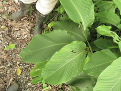 Stromanthe macrochlamys