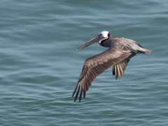 Pelecanus occidentalis