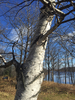 Eastern Paper Birch - Photo (c) Jessica, some rights reserved (CC BY-NC), uploaded by Jessica