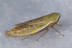 Arthaldeus pascuellus