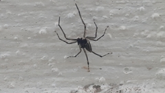 Spartaeus spinimanus