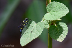Sceliphron argentifrons