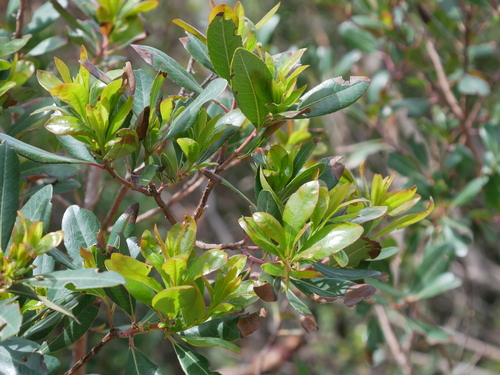 Arbutus unedo