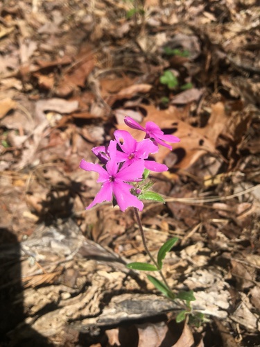 Hairy phlox (Phlox amoena)