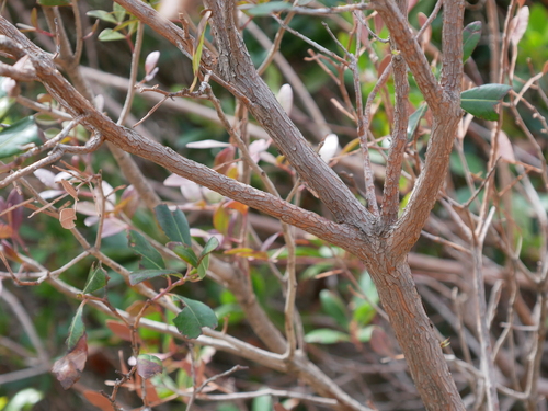 Arbutus unedo