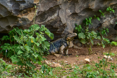 Cyclura nubila