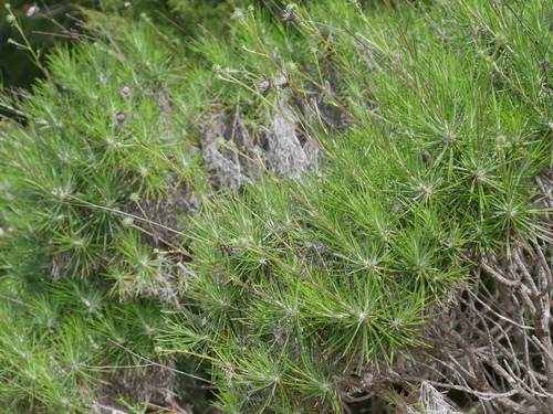 Shrubby Knapweed (Ptilostemon chamaepeuce)