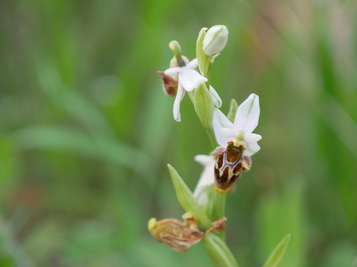 Image of Ophrys dodekanensis by (c) Sylvain Eichhorn, some rights reserved (CC BY)