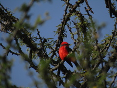 Pyrocephalus rubinus mexicanus