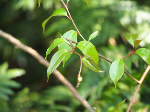 Kadsura matsudae, photograph 2