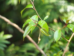 Kadsura matsudae, photograph 葉子, CC0, iNaturalist via GBIF