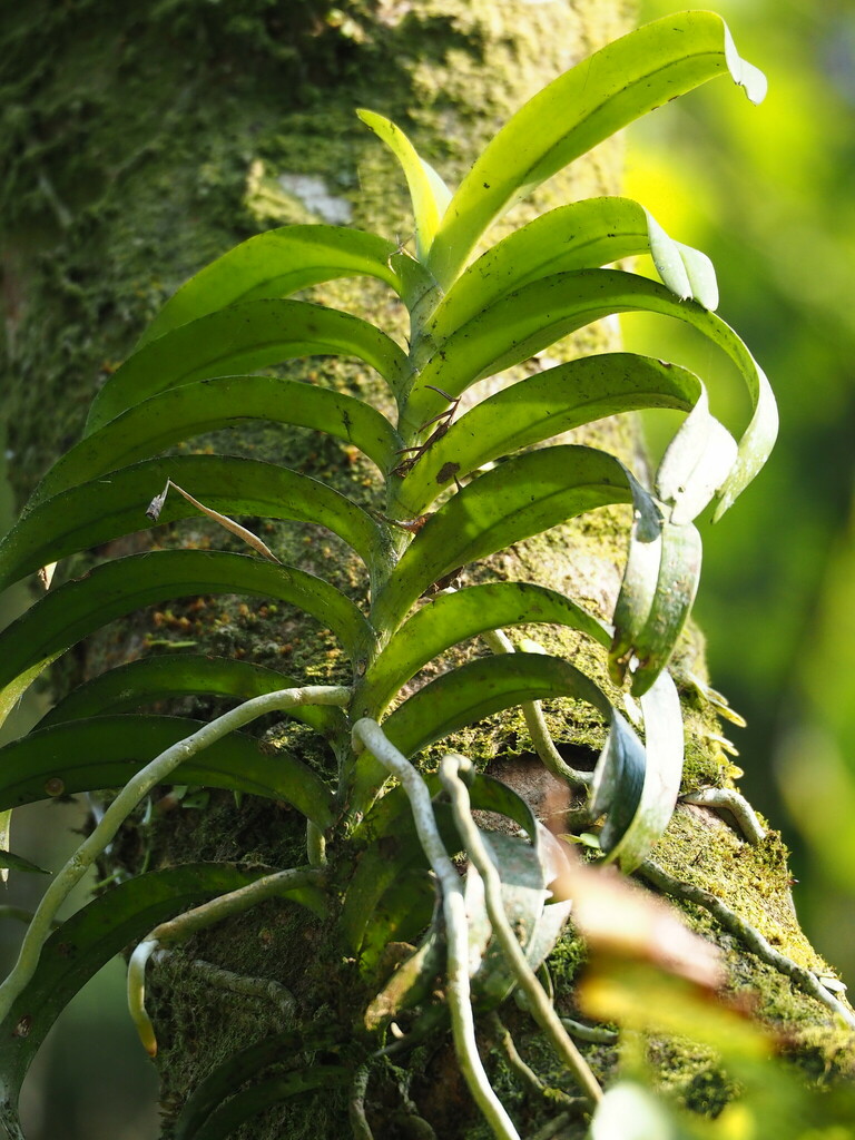 Cleisostoma paniculatum
