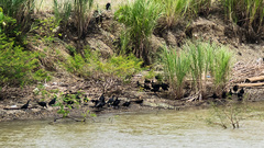 Crocodylia