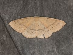 Cyclophora dataria