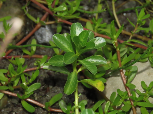 Image of Ludwigia adscendens by (c) chiuluan, some rights reserved (CC BY)