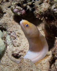 Gymnothorax melatremus