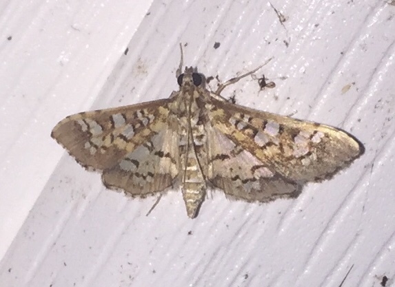 Stained-glass Moth from 5463 Gunn Rd, Mobile, AL, US on October 11 ...