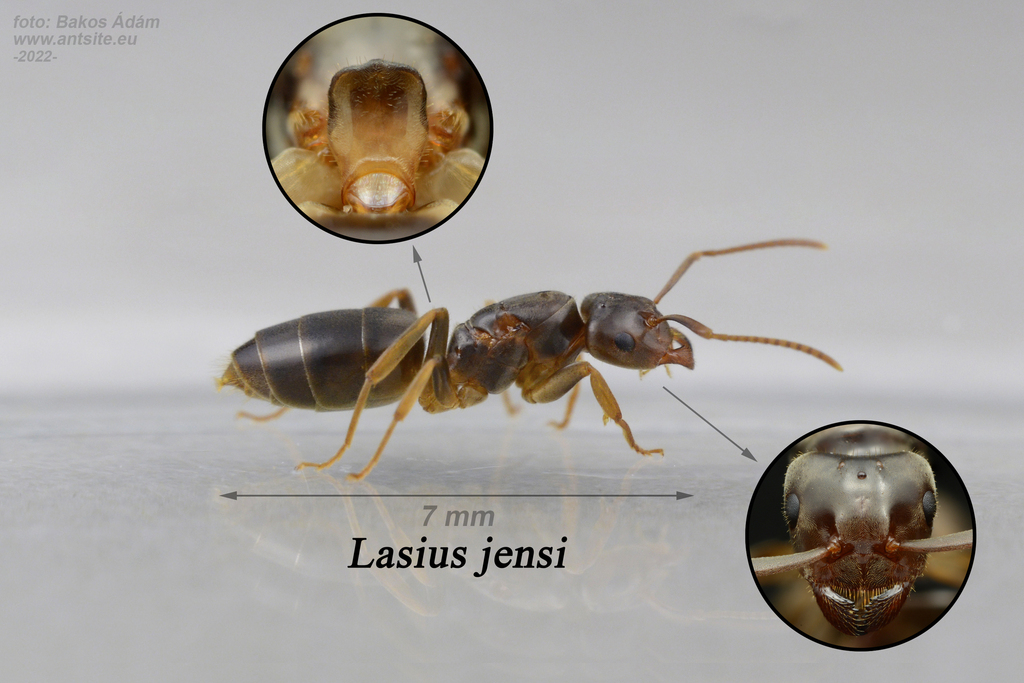 Lasius jensi