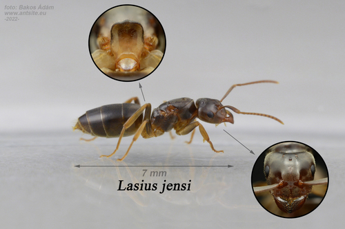 Lasius jensiLasius jensi