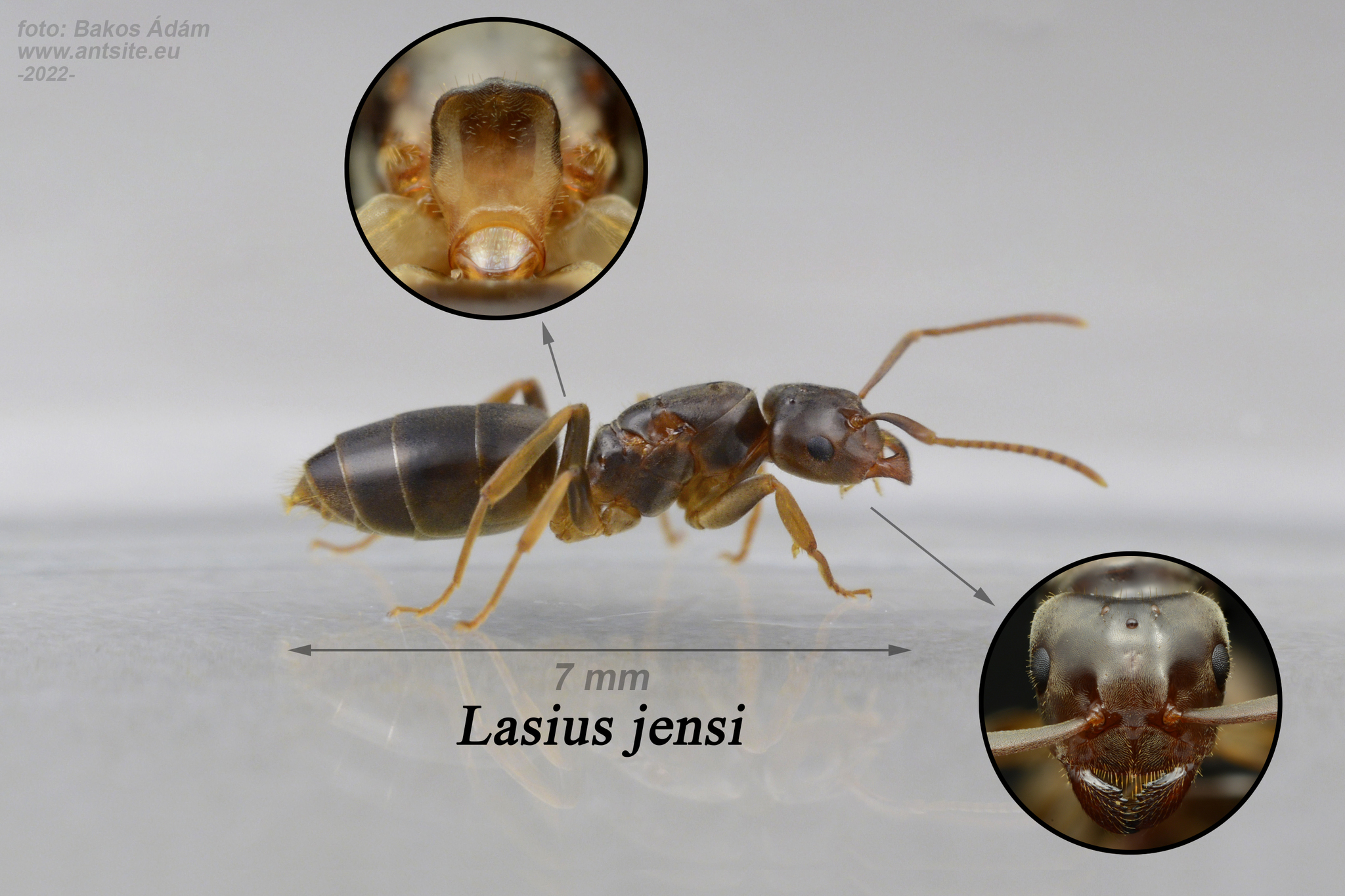 Lasius jensi