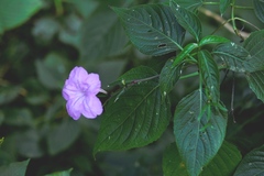Ruellia breedlovei