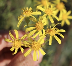 Senecio riddellii