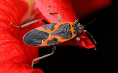 Lygaeus kalmii angustomarginatus