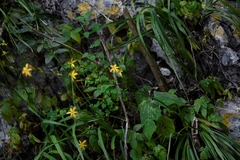 Echeandia breedlovei