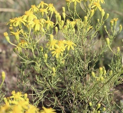 Senecio riddellii