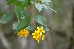 Electranthera mutica