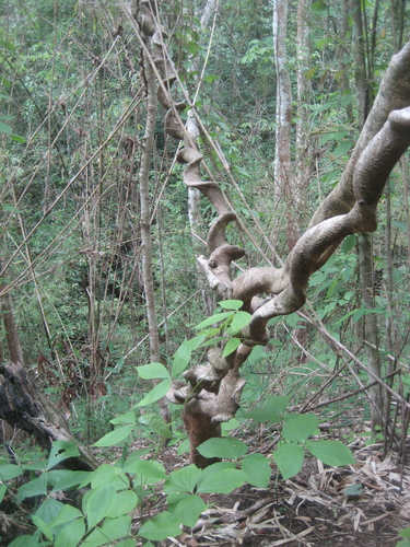 Yam (Dioscorea hispida)